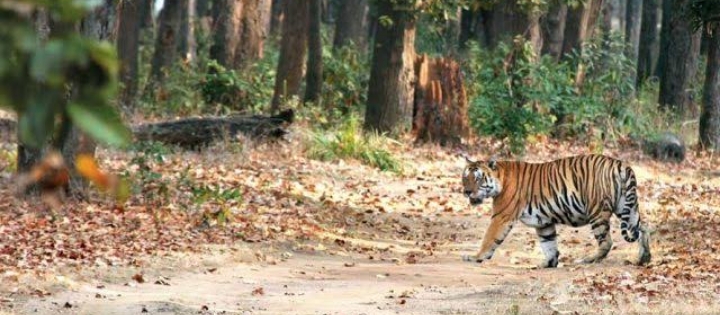 taxi from ranchi to shikharji